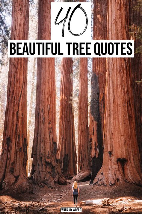 The 40 Most Inspirational Tree Quotes .